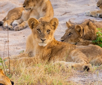 Kasane: Full Day Chobe National Park Safari with Lunch