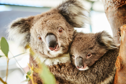 Perth: Pinnacles Desert Bush Walk Guided Tour with LunchGuided tour in English