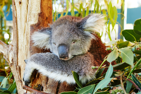 Perth: Pinnacles Desert Bush Walk Guided Tour with Lunch Guided tour in German