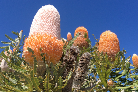 Perth: Pinnacles Desert Bush Walk Guided Tour with Lunch Guided tour in German