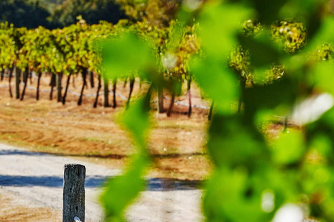 Perth: Pinnacles and Swan Valley Wine Day Tour with Lunch Guided Tour in German