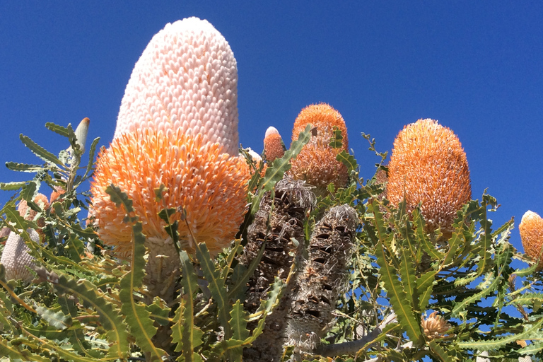 Perth: Pinnacles and Swan Valley Wine Day Tour with LunchGuided Tour in German