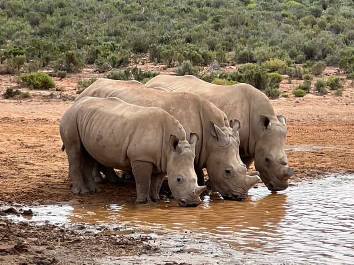 BigFive Safari Experience Near CapeTown, South Africa GetYourGuide