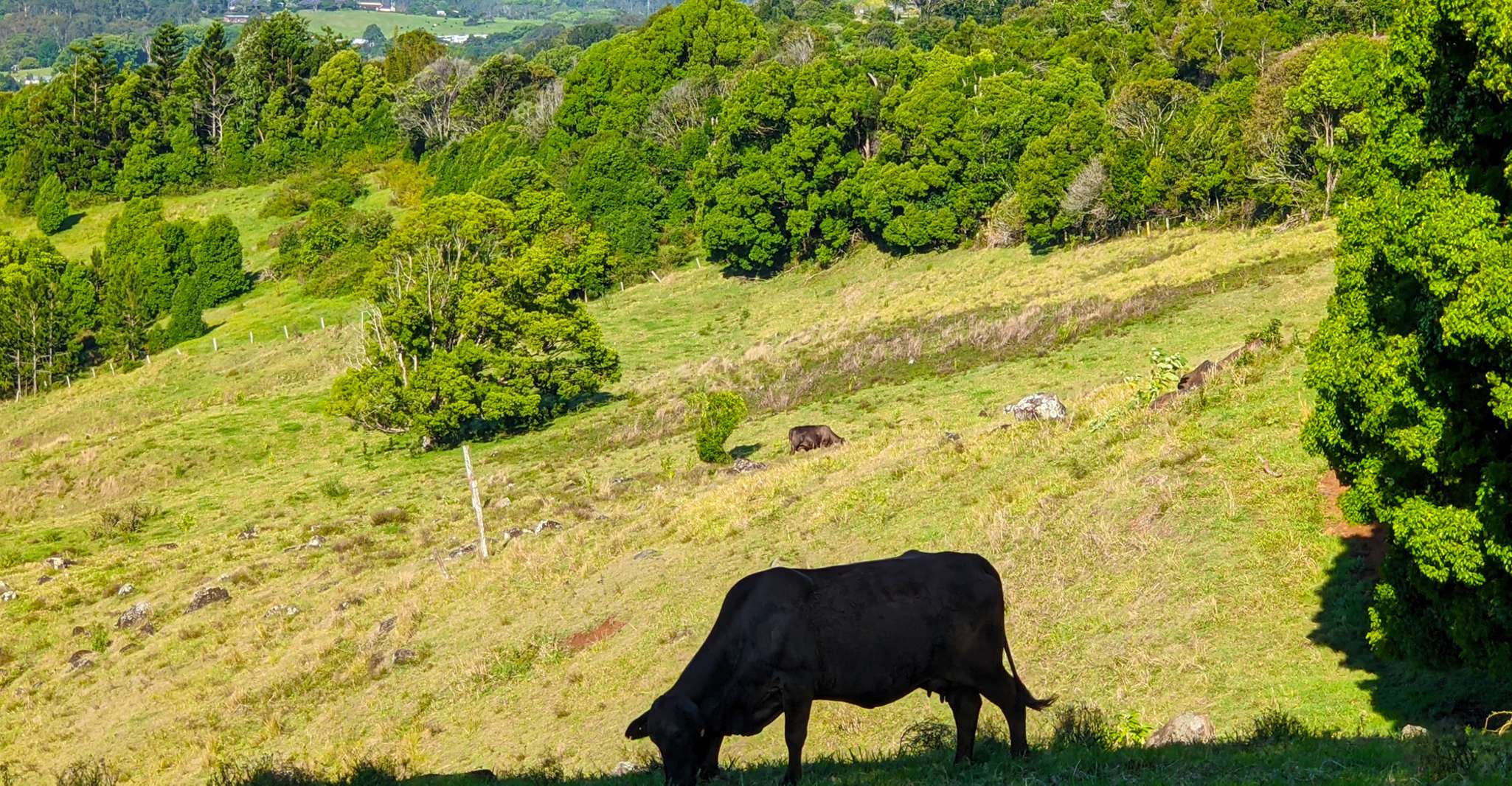 From Brisbane: Byron Bay, Bangalow, and Gold Coast Day Tour photo 8