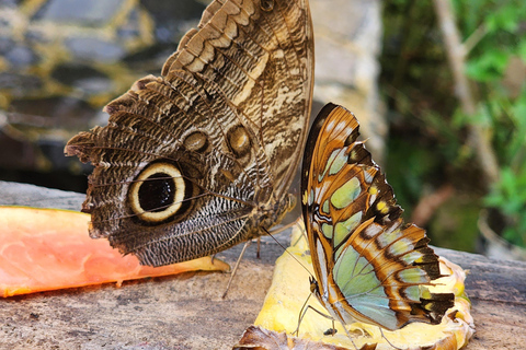 Boquete: Fun Adventure at Finca CreaDora – Coffee, Animals, and Hiking