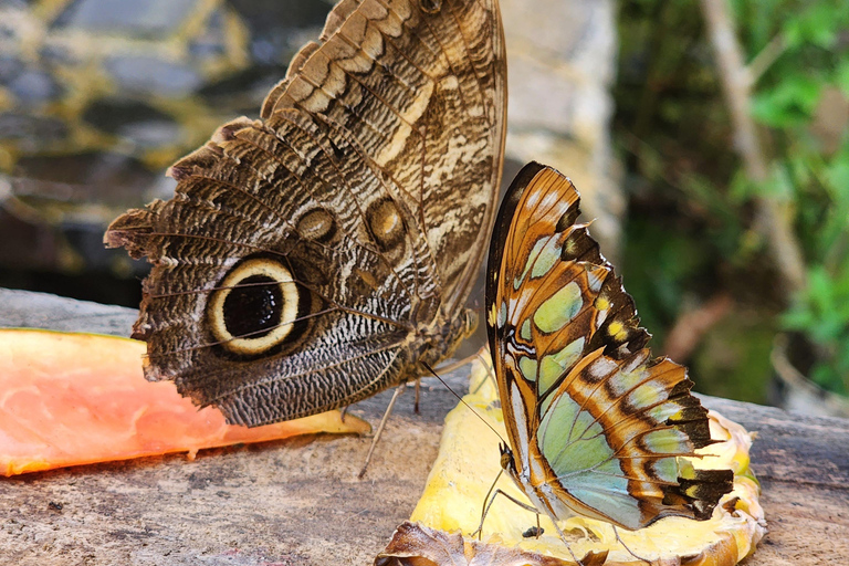 Boquete: Fun Adventure at Finca CreaDora – Coffee, Animals, and Hiking