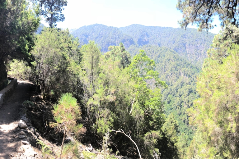 La Palma: Guided trekking tour Springs Marcos y Cordero Pick up in Los Cancajos-Tourism Office