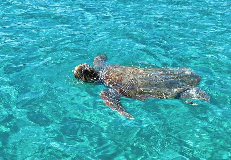 Zakynthos: Guided Boat Tour to Turtle Island with Swimming