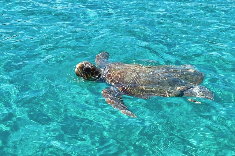 Zakynthos: boottocht met gids naar schildpaddeneiland met zwemmen