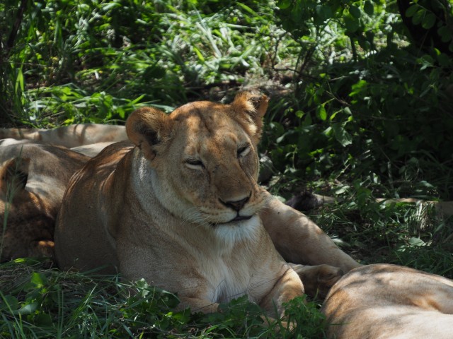 Visit Tanzania Wildlife Safari, Tanzania Culture Safari, in Nairobi, Kenya