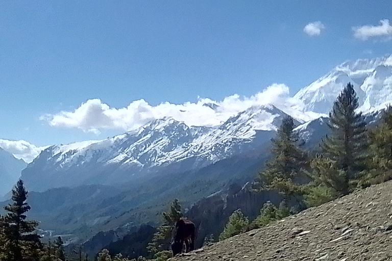 17 Nuits 18 Jours Circuit Annapurna, Tilicho et Poon Hill