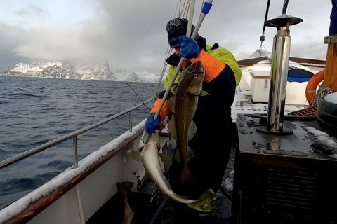From Tromsø: 3 Day Cod Fishing Tour