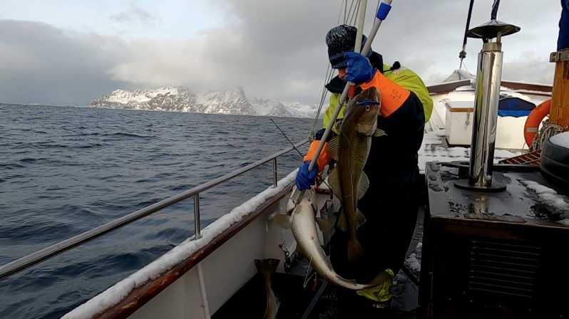 Da Tromsø: tour di pesca del merluzzo di 3 giorni