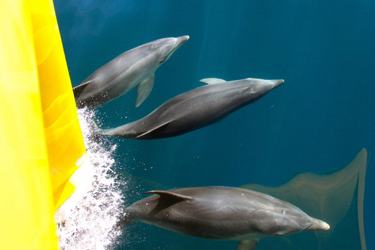 Bahía de las Islas: Crucero ecológico con delfines y escala en una isla