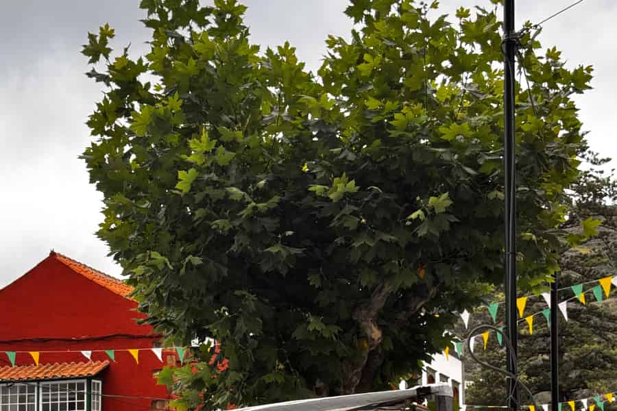 Der Markt von Teror: Das lebendige Herz der kanarischen Traditionen. Foto: GetYourGuide