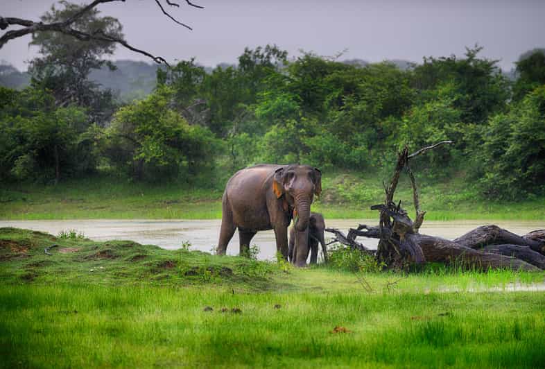 From Colombo: Udawalawa Safari & Elephant Transit Home Tour