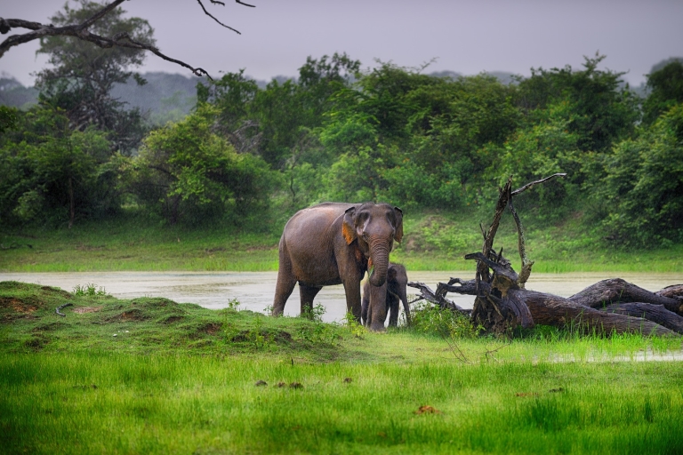 Desde Colombo: Safari por Udawalawa y excursión a casa en tránsito de elefantes