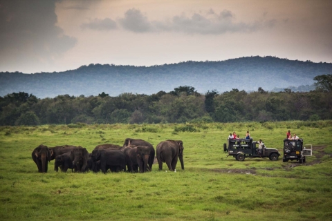 From Colombo: Udawalawa Safari & Elephant Transit Home Tour