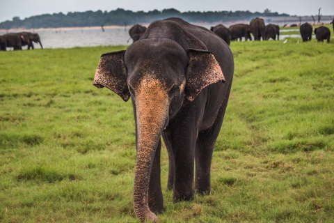 Desde Colombo: Safari por Udawalawa y excursión a casa en tránsito de elefantes
