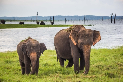 Z Kolombo: Udawalawa Safari & Elephant Transit Home Tour