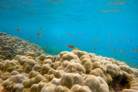 From Koh Lanta: Koh Haa & Koh Rok Snorkel Tour by Speedboat