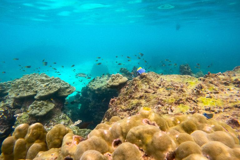 From Koh Lanta: Koh Haa & Koh Rok Snorkel Tour by Speedboat