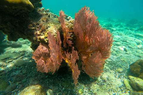 From Koh Lanta: Koh Haa & Koh Rok Snorkel Tour by Speedboat