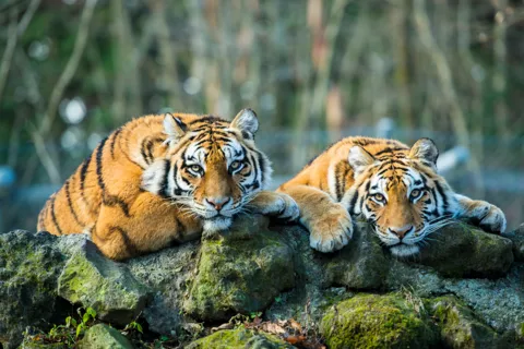 Desde Delhi: Safari de 5 días al Triángulo de Oro y al Tigre de Ranthambore