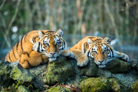 Z Delhi: 5-dniowy Złoty Trójkąt z Tygrysami Ranthambore