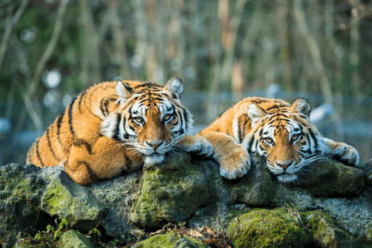 Da Delhi: Triangolo d&#039;oro di 5 giorni e Ranthambore Tiger SafariCon sistemazione in hotel a 3 stelle