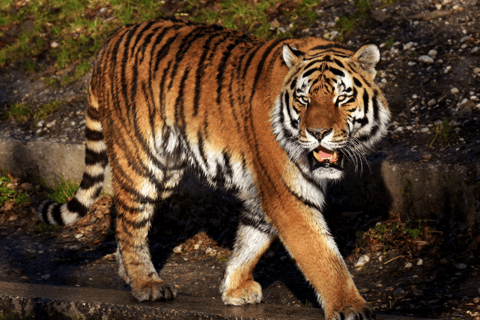 Ab Delhi: 5-tägiges Goldenes Dreieck mit Ranthambore-Tigern