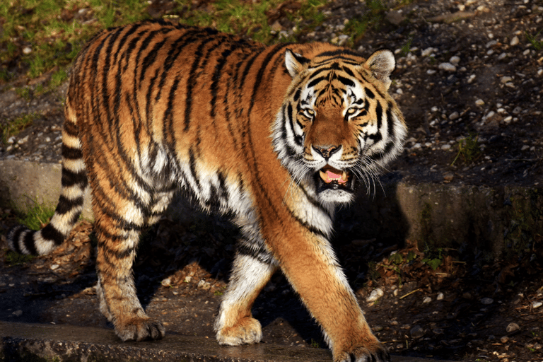 Da Delhi: Triangolo d&#039;oro di 5 giorni e Ranthambore Tiger SafariCon sistemazione in hotel a 3 stelle