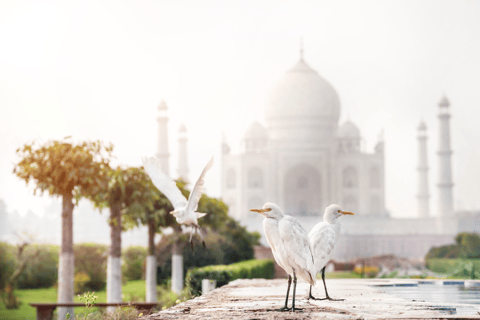 Z Delhi: 5-dniowy Złoty Trójkąt z Tygrysami Ranthambore