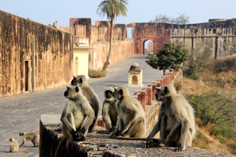 Au départ de Delhi : 5 jours de Triangle d'Or avec les tigres de Ranthambore