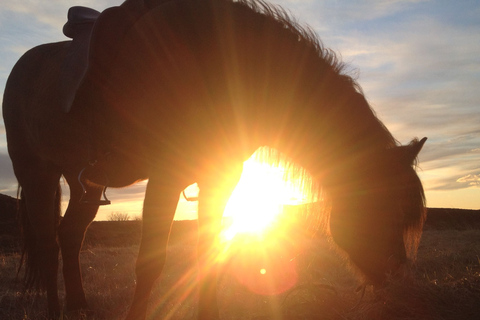 Excursion à cheval au soleil de minuit en petit groupe au départ de ReykjavikOption standard