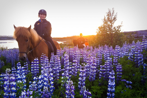 Excursion à cheval au soleil de minuit en petit groupe au départ de ReykjavikOption standard