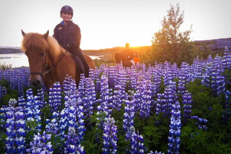 Excursion à cheval au soleil de minuit en petit groupe au départ de ReykjavikOption standard
