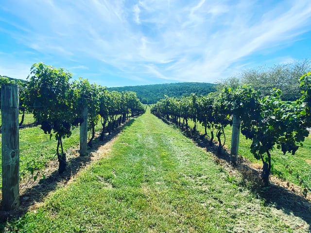 Visite des vignobles de Virginie : Découvrez les vignobles de Virginie