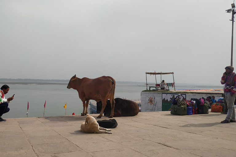 Excursión de un día a Benarés - Barco, Caminata, Templo del Yoga, Lucha LibreExcursión de un día a Benarés