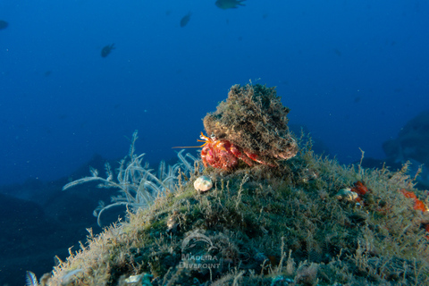 Funchal: Shallow Scuba Diving Tour