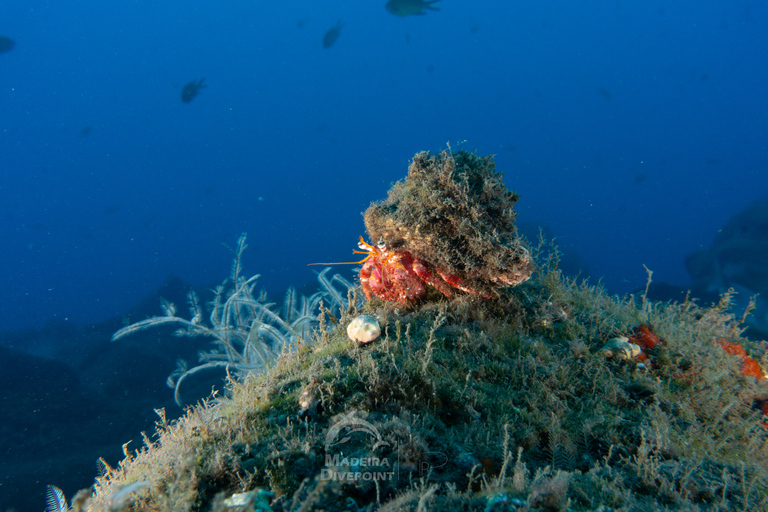 Funchal: Certified Scuba Diving, Guided TourFunchal: Shallow Scuba Diving Tour