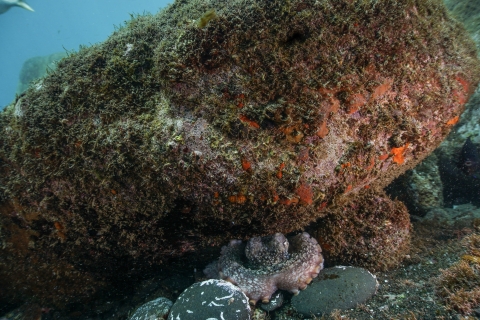 Funchal : Excursion de plongée sous-marine à faible profondeur
