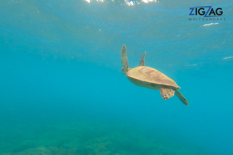 Airlie Beach: Spiagge Whitehaven e Chalkies con Snorkeling