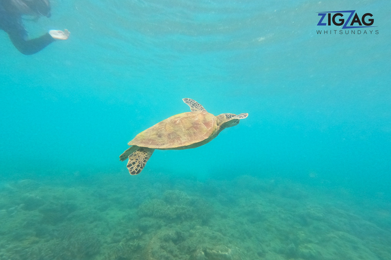 Airlie Beach: Whitehaven & Chalkies stranden met snorkelen