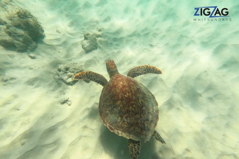 Airlie Beach: Plaże Whitehaven i Chalkies z nurkowaniem z rurką