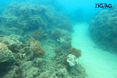 Airlie Beach: Whitehaven & Chalkies stranden met snorkelen