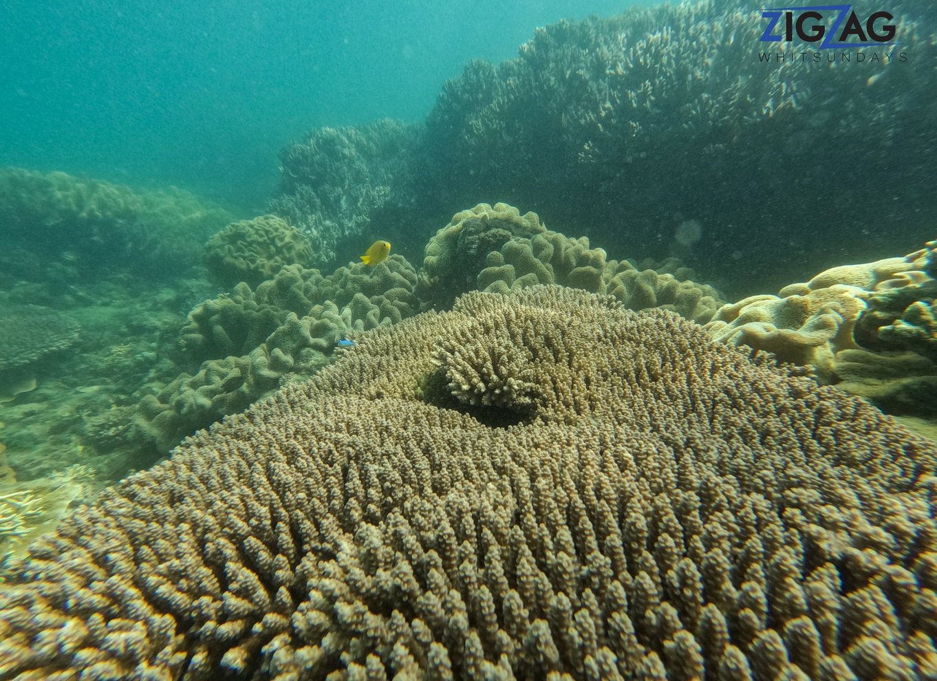 Airlie Beach: Whitehaven & Chalkies Beaches med snorkling