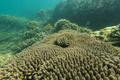 Airlie Beach : Plages de Whitehaven et Chalkies avec plongée en apnée