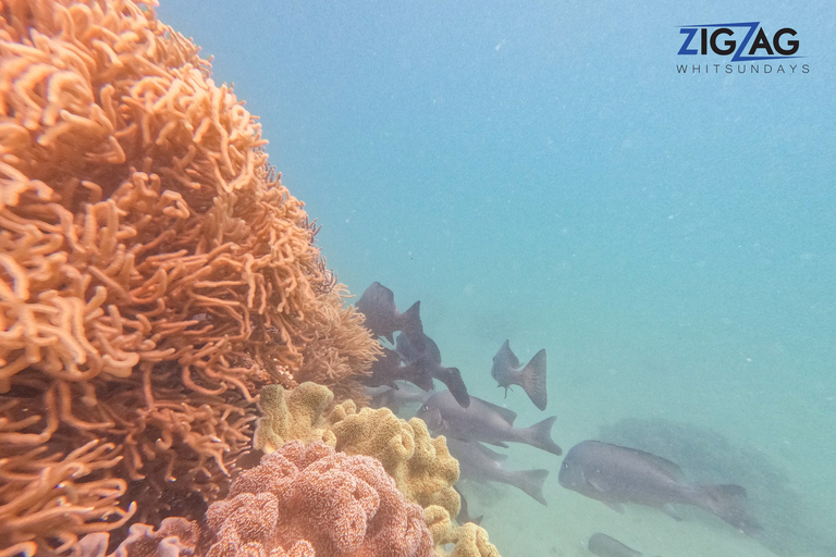 Airlie Beach: Whitehaven & Chalkies stranden met snorkelen