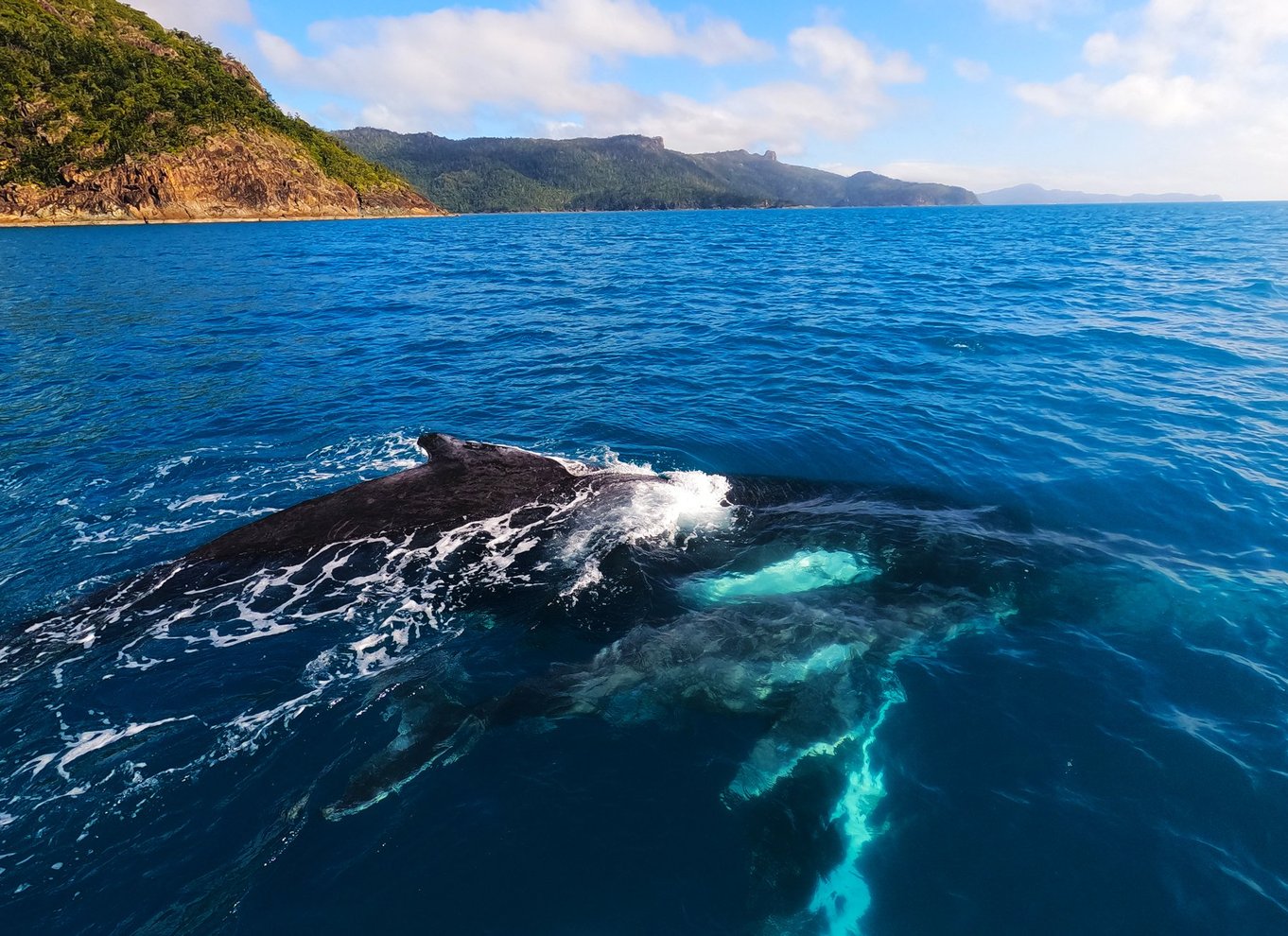 Airlie Beach: Whitehaven & Chalkies Beaches med snorkling